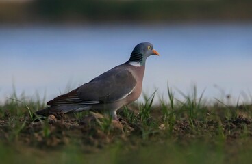 Common Wood Pigeon (Columba palumbus) is usually lives in large herds in cereal fields and gardens. It is a common type of pigeon.