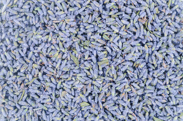 Dried lavender flower textured as background.