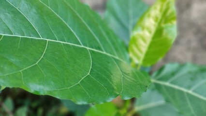 wide green leaf texture