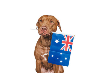 Lovable, pretty dog and Australian Flag. Closeup, indoors. Studio photo. Congratulations for family, loved ones, relatives, friends and colleagues. Pets care concept