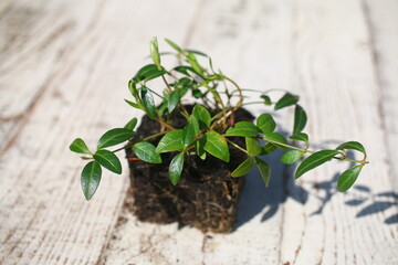 Barwinek niebiewski vinca minor