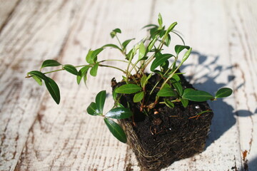 Barwinek niebiewski vinca minor