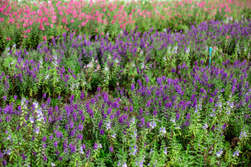 Obraz premium Colorful flower field in park