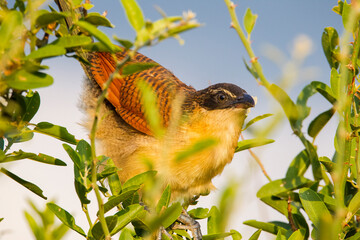 Burchell's coucal (Centropus burchellii) is a cuckoo species in the Cuculidae family. It is found in sub-Saharan Africa.