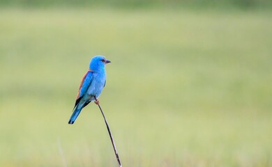 European Roller (Coracias garrulus) is a bird that lives in Asia, Europe and Africa.