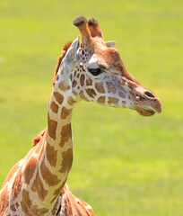 Giraffe head and neck closeup portrait