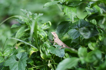 Lizard on a branch of tree