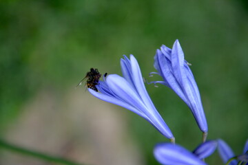 bee on a flower