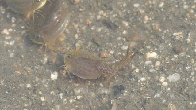 水田に住むカブトエビ