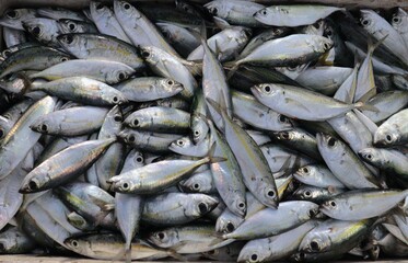 Male mackerel (Rastrelliger kanagurta) is a type of protein -rich food that is very popular with the community, in addition to being easy to get, it is also caught by many local Indonesian fishermen.