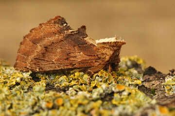 Detailed closeup on the coxcomb prominent moth, Ptilodon capucina, sitting on wood