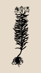 Beautiful hand-drawn wedding Illustration flowers of lily for decoration or logo. Elegant botanical silhouettes are isolated on a beige background. Vector illustration.