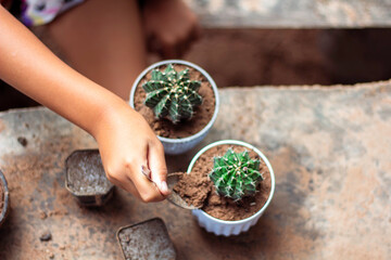 cactus in a pot. girl planting cactus