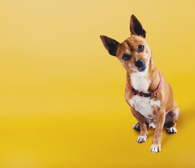 Fototapeta Funny small dog with uncertainty face on yellow background obraz