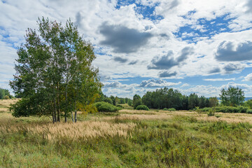 grassy landscape with trees and clouds on blue sky