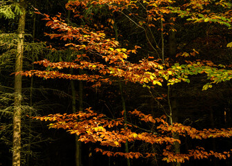 branches with autumn colored leaves in the sunlight