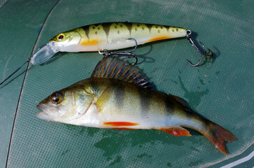 River perch and fishing bait on board the boat.