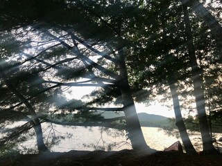 sunset in the forest