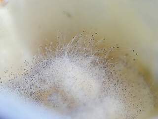 mold spores and fungi on cottage cheese - obrazy, fototapety, plakaty