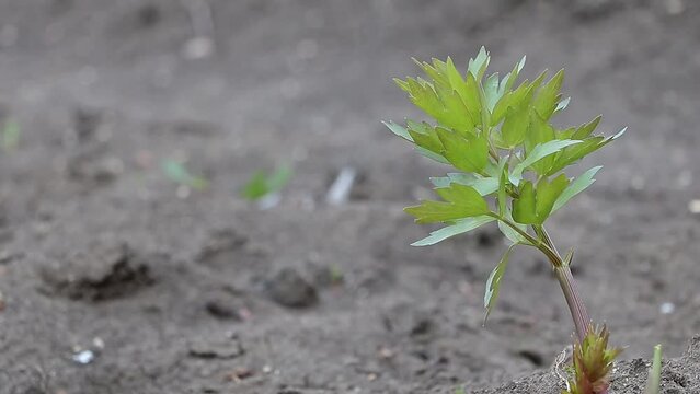 Lovage that grows vigorously in the garden in spring time