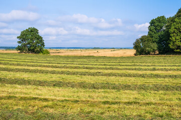 Field landscape with fresh hay harvest