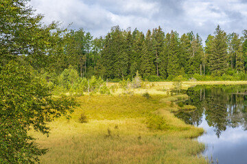 Forest bog at a lake
