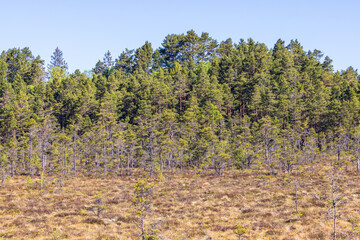 Bog with pine trees a sunny summer day