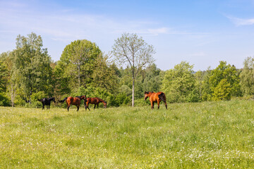 Horses on a summer meadow with wild flowers
