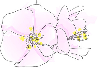 Abstract line of Dombeya flower with color paint on white background.
