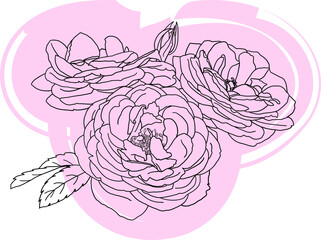 Abstract line of Rose flower on color background.