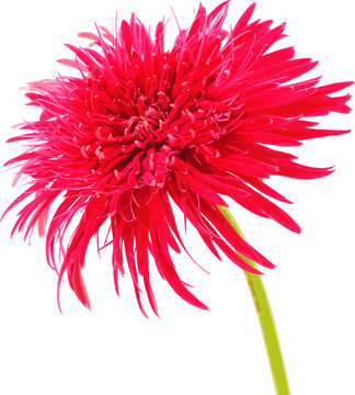 Abstract of Red Gerbera daisy flower on white background.