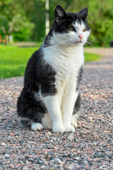 black and white cat in back garden