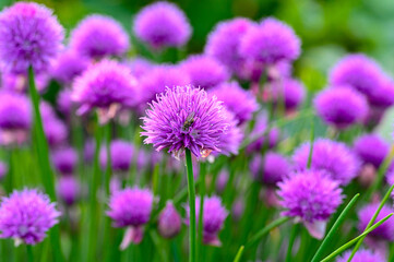Obraz premium close up on purple chive flower with fly on
