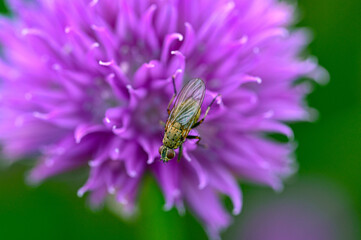 close up on purple chive flower with fly on