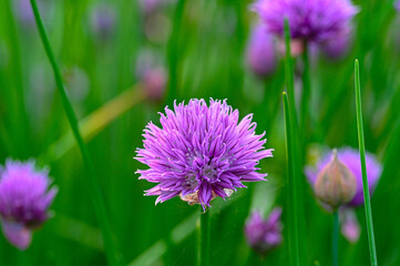 Obraz premium close up on purple chive flowers in garden