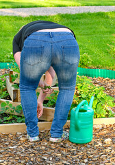 women bending over to clear weeds between strawberries