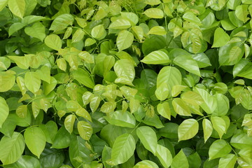 Fresh green leaves of indian beech tree. Spring season concept. Green leaves abstract background.