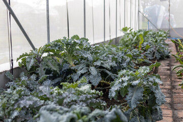 Garden plants in vegetable greenhouse.
