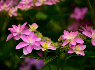 Obraz premium 紫陽花