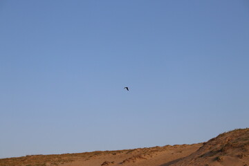 Fototapeta na wymiar flying bird on the sky
