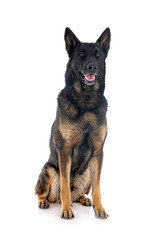 adult german shepherd