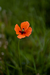 Fototapeta premium red poppy flower