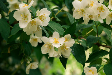 Blooming jasmine shrub in June. Jasmine flowers. White flowers. Photo of nature.