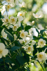 Blooming jasmine shrub in June. Jasmine flowers. White flowers. Photo of nature.