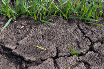 Cracked earth soil as a texture background. Top view.