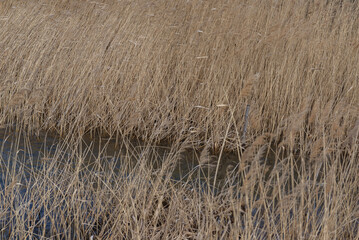 View of swamp. Polluted river, countryside.