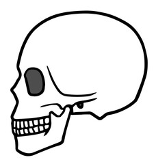 頭蓋骨、ドクロ、人体の頭の骨、側面、白黒 © タカボーン