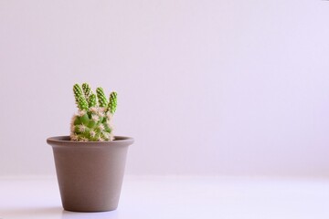 cactus in a pot