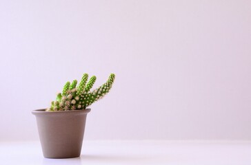 cactus in flowerpot