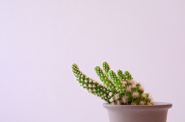 cactus in flowerpot